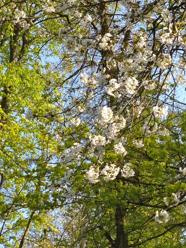 arbre en fleurs