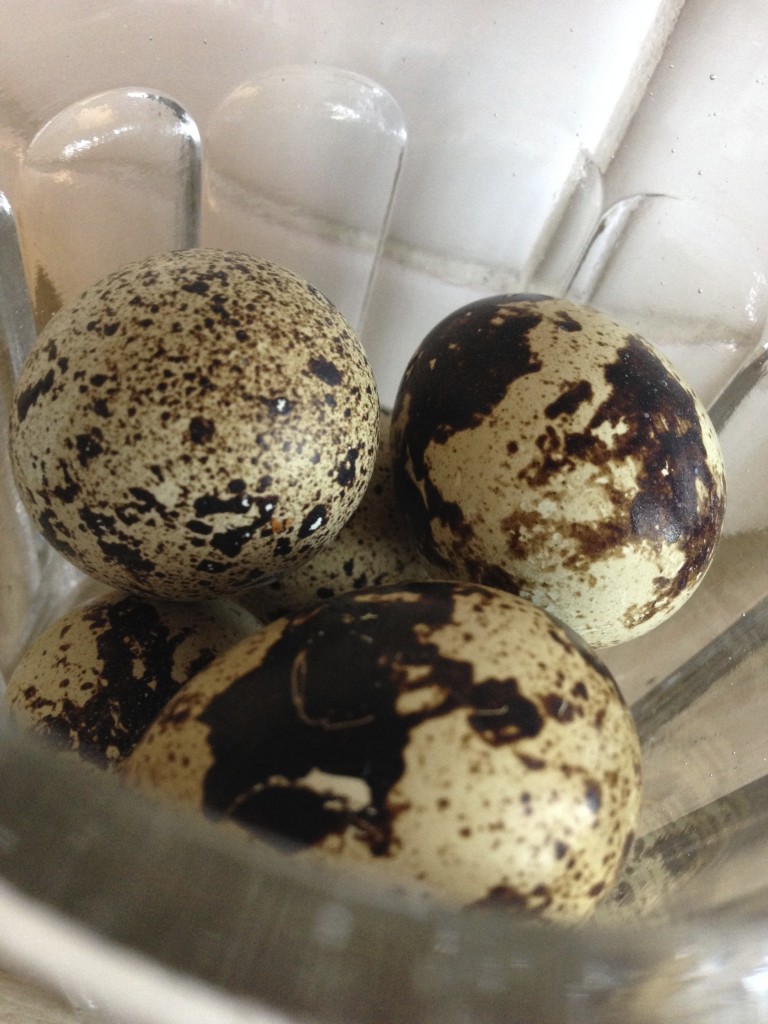 oeufs de caille