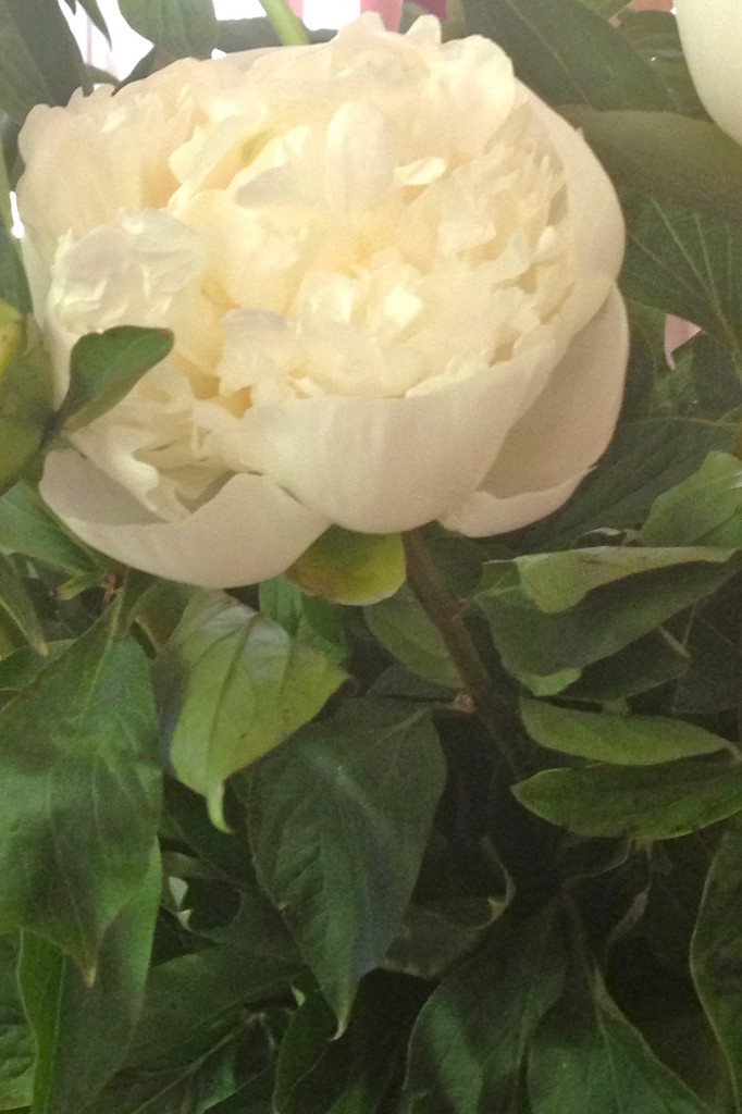 les pivoines ,mes fleurs chéries