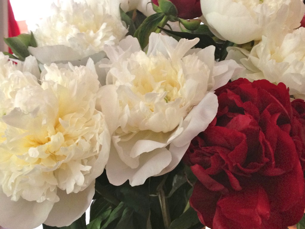 duo de pivoines