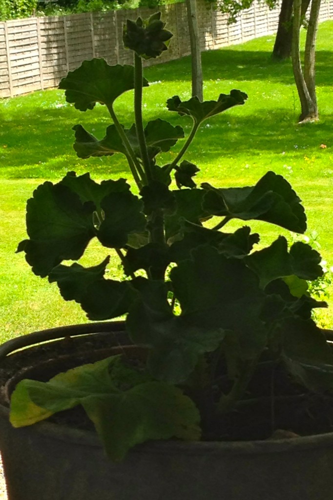géranium