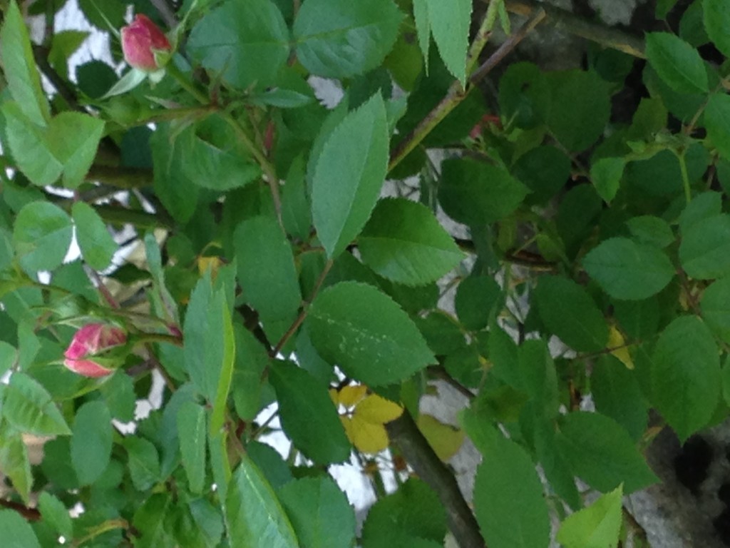 bouton de rose