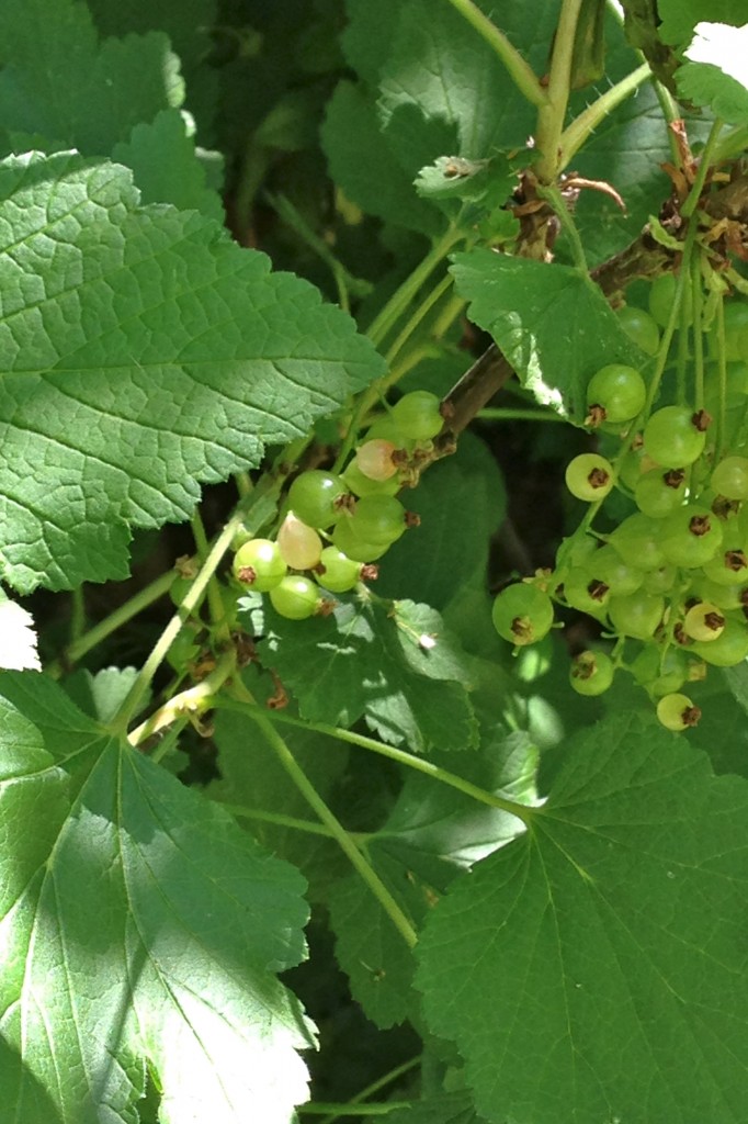 groseilles en devenir
