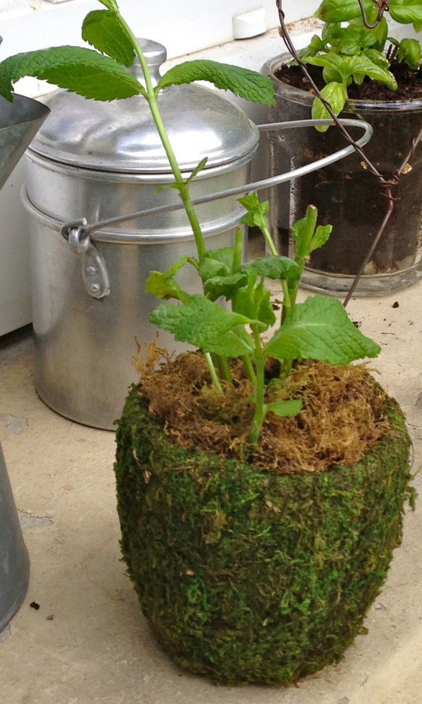 bouture de menthe en devenir