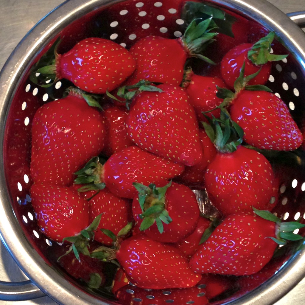 les premières fraises bretonnes