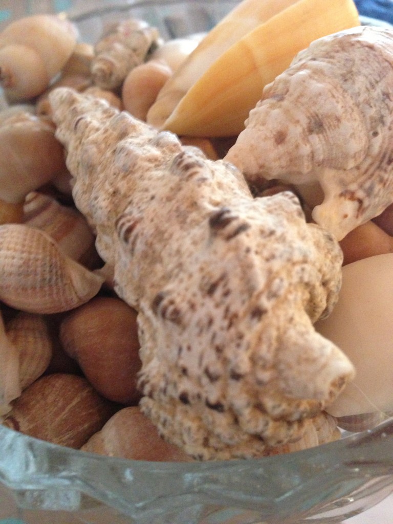 coquillages