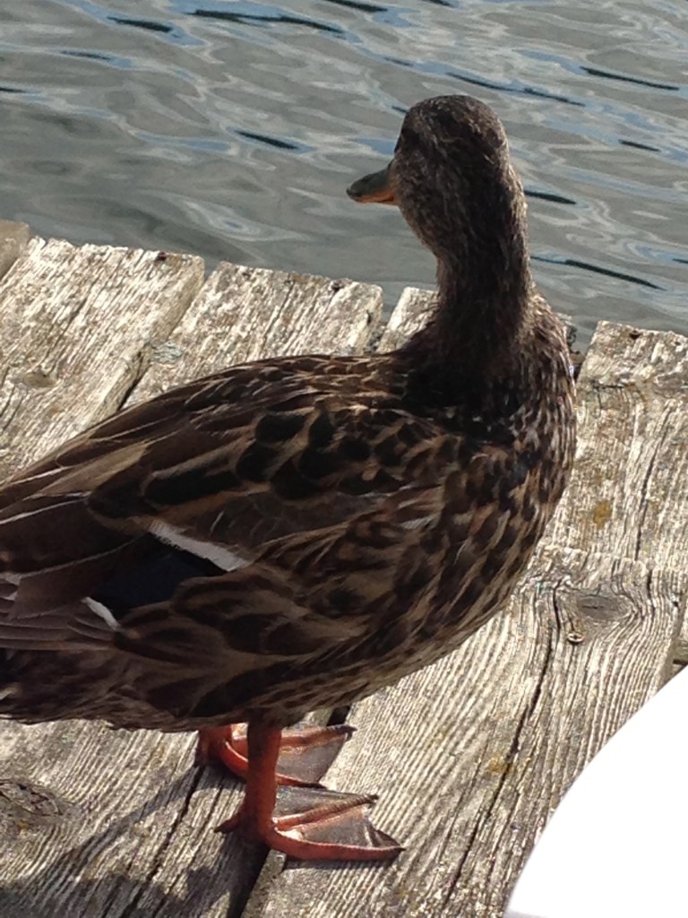 swedish duck