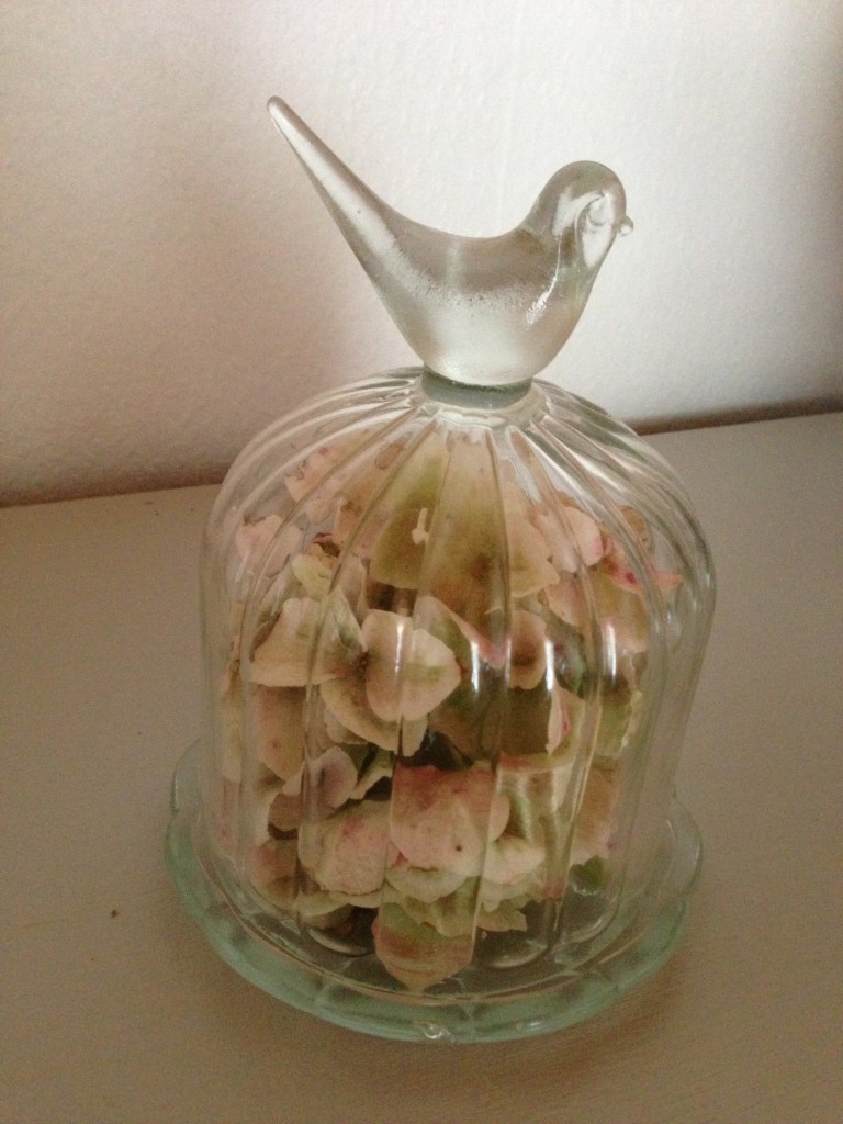 hortensia et cloche