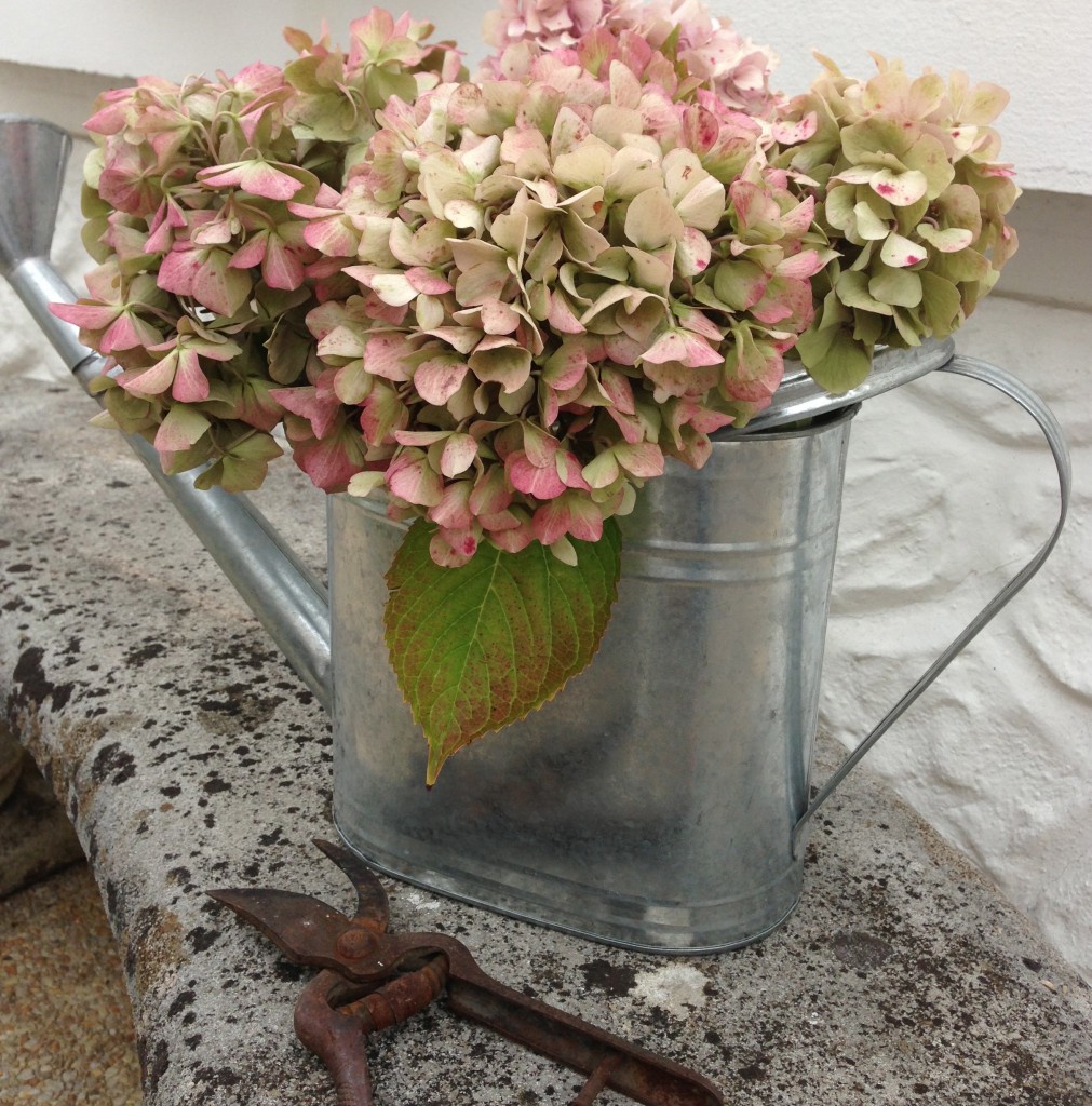 arrosoir d'hortensias