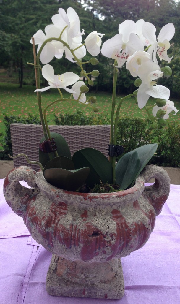orchidée