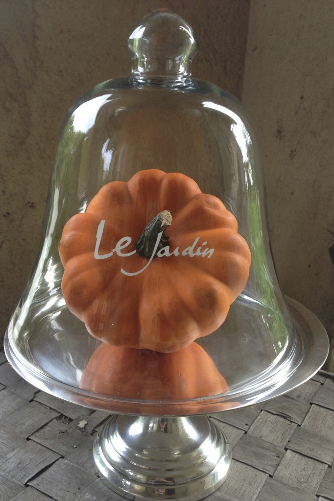 courge sous cloche
