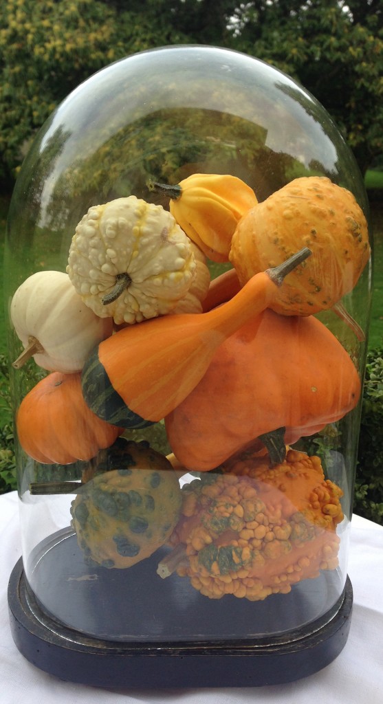 Courges sous cloche
