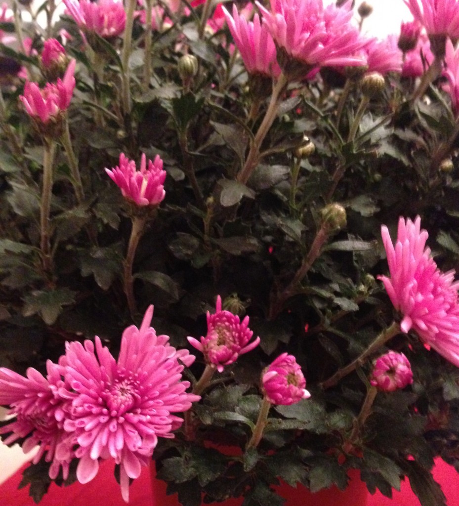 chrysanthème