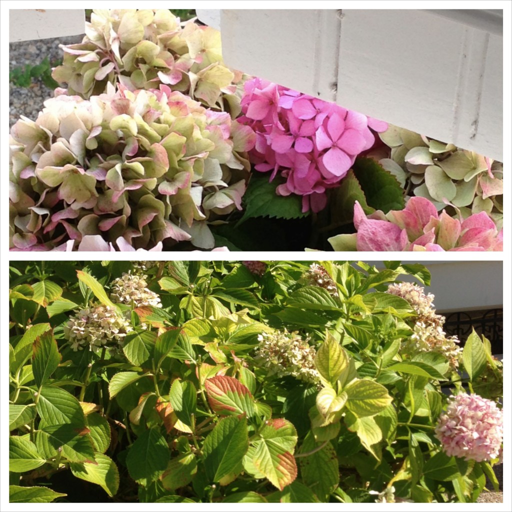 hortensia 