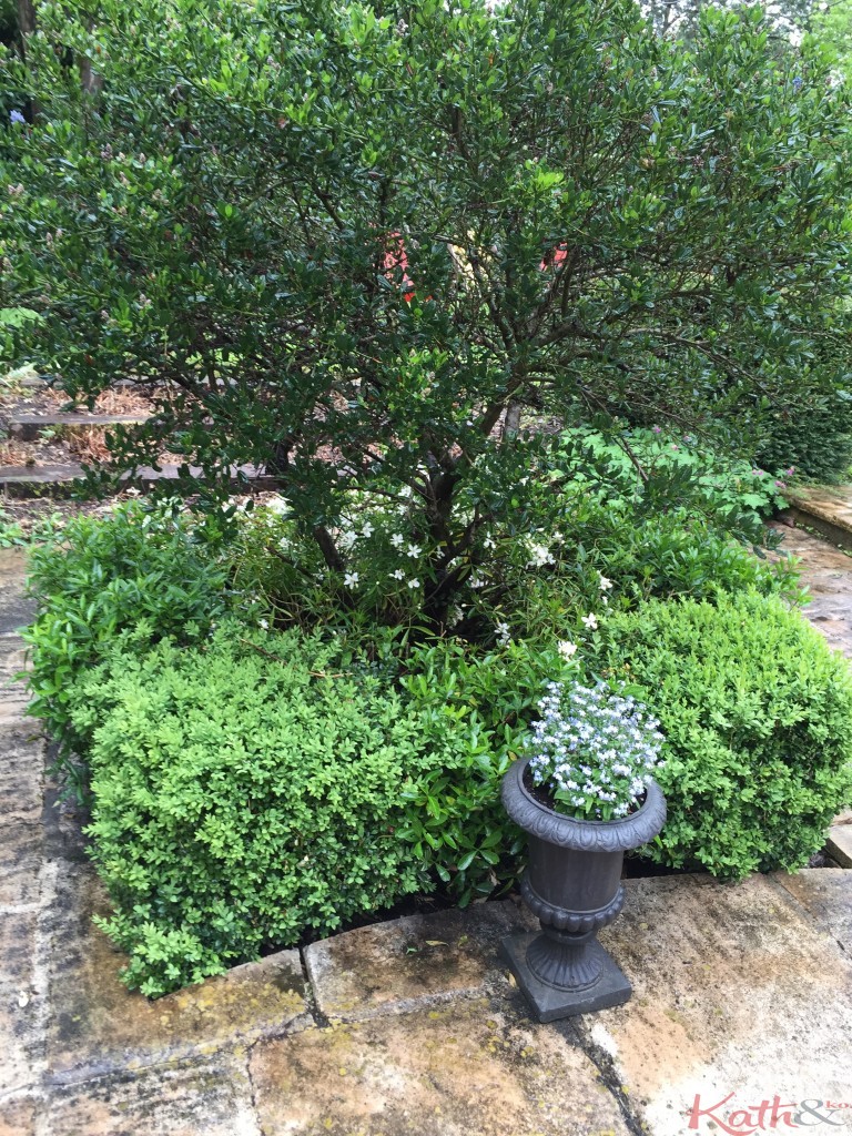 petit jardin sous la pluie