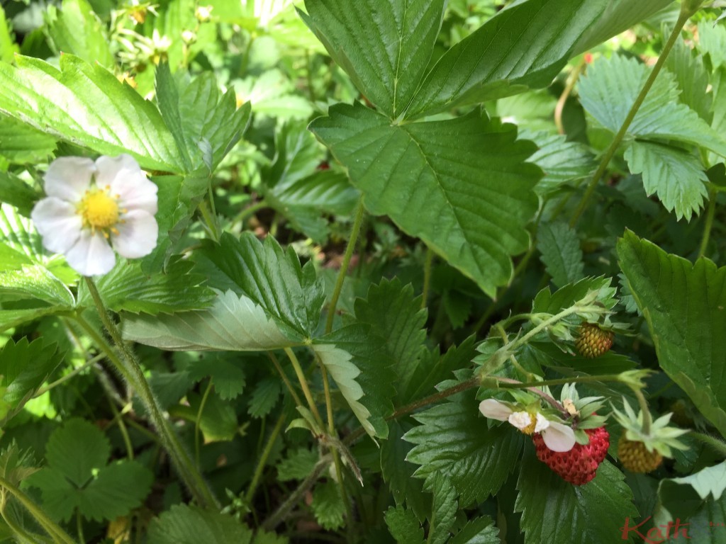 bébés fraises