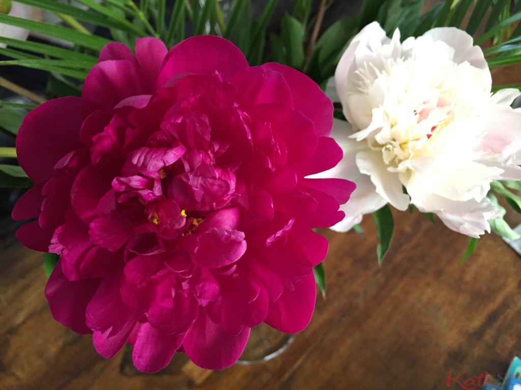 pivoines