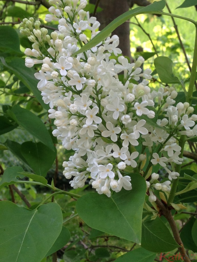 lilas
