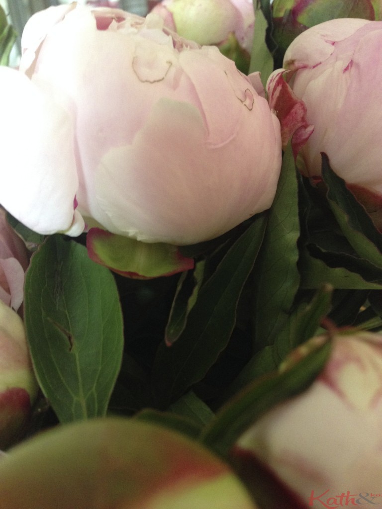 pivoines