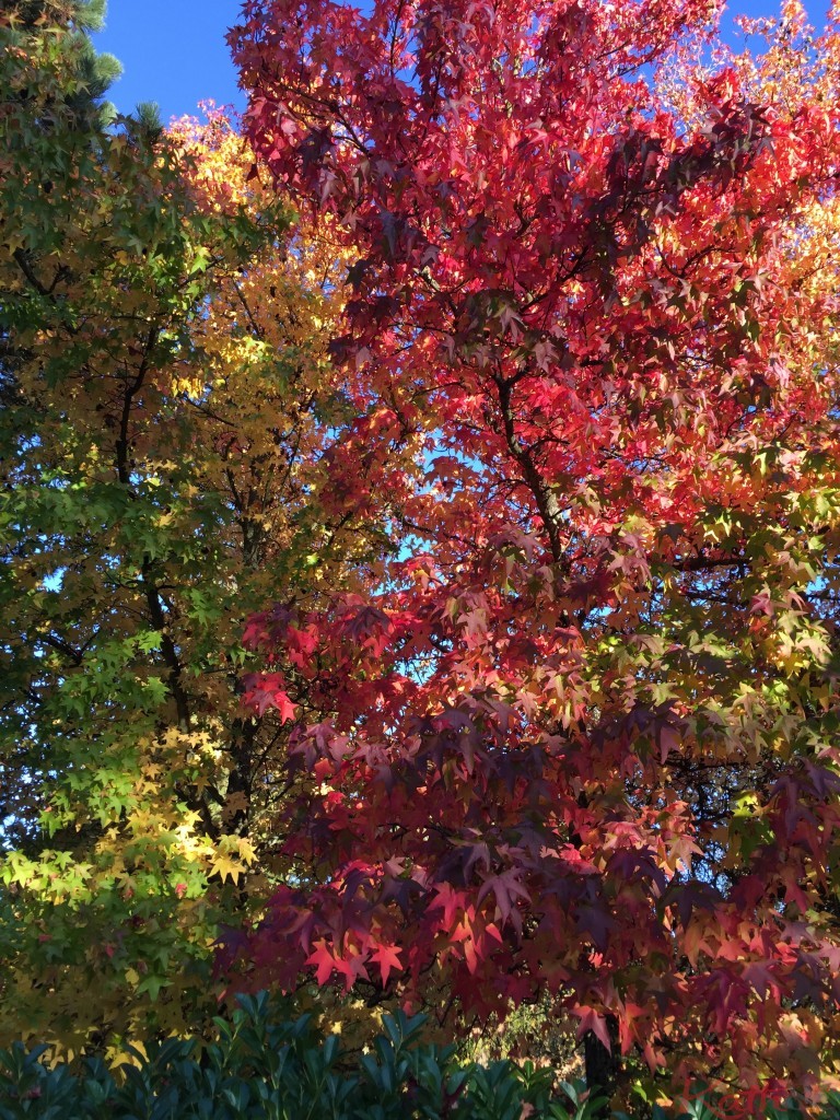 Balade d'automne