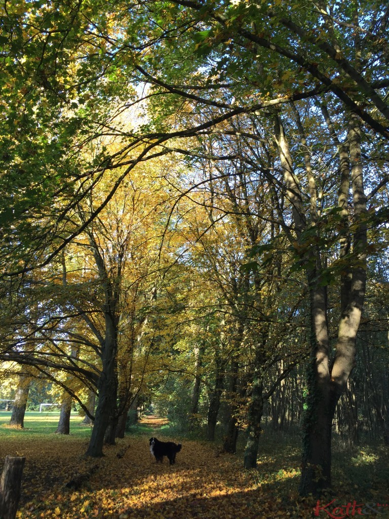 Balade d'automne
