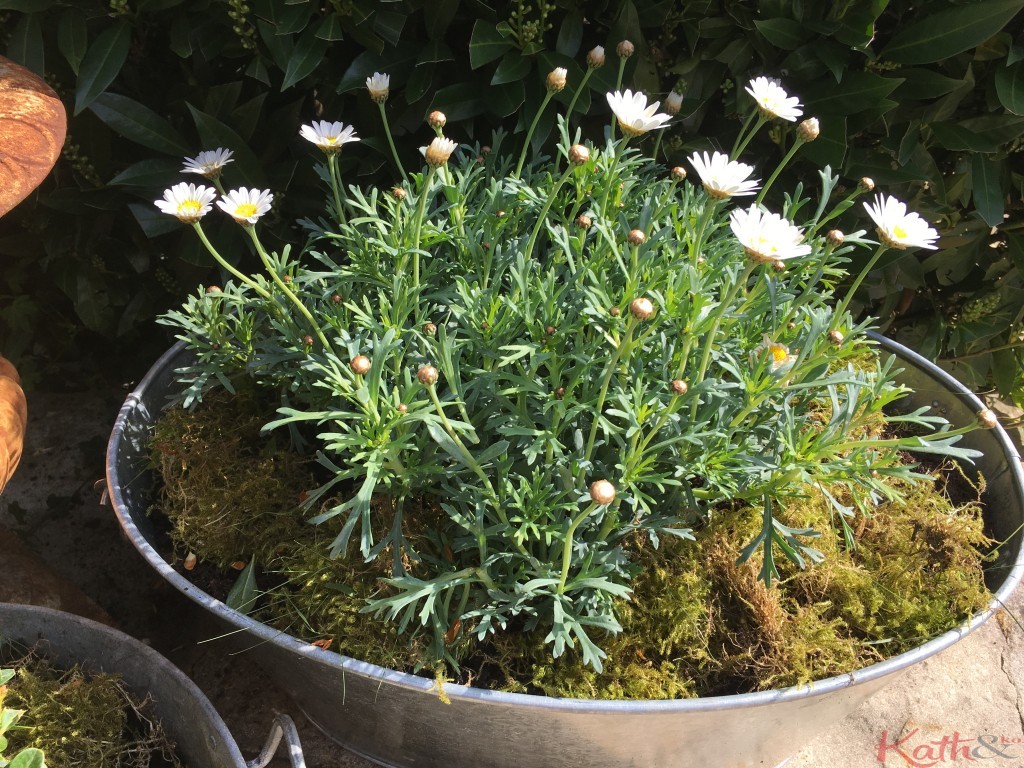 osteospermum