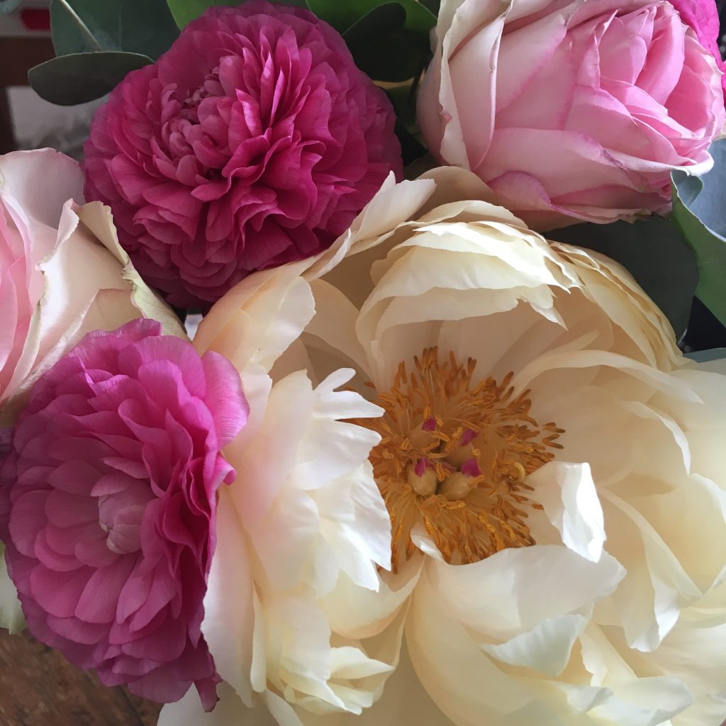 pivoines et roses