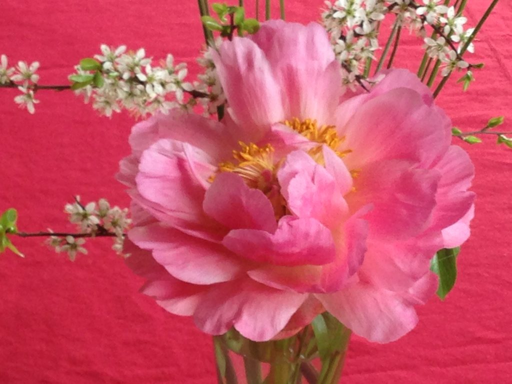 fleur rose sur nappe rose