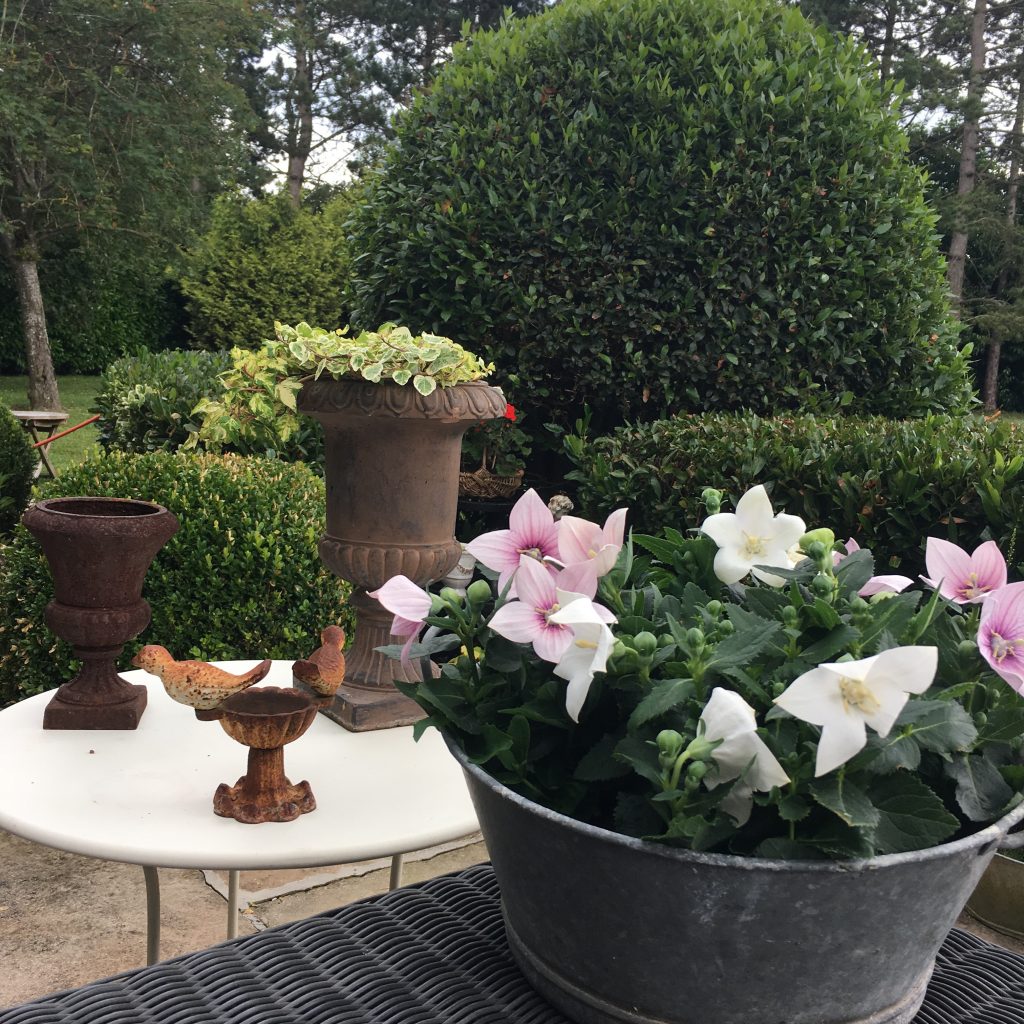 zinc et fleurs