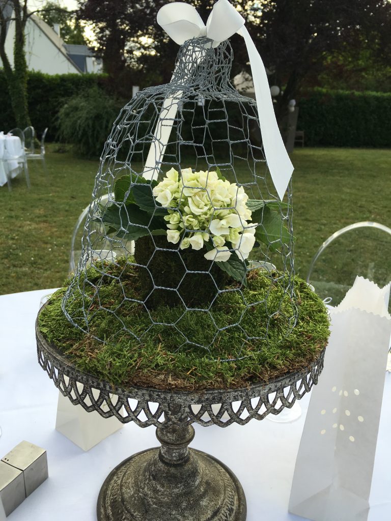 hortensia blanc sous cloche