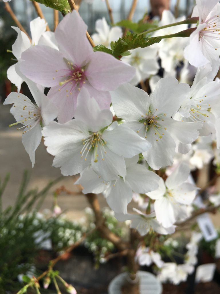 printemps