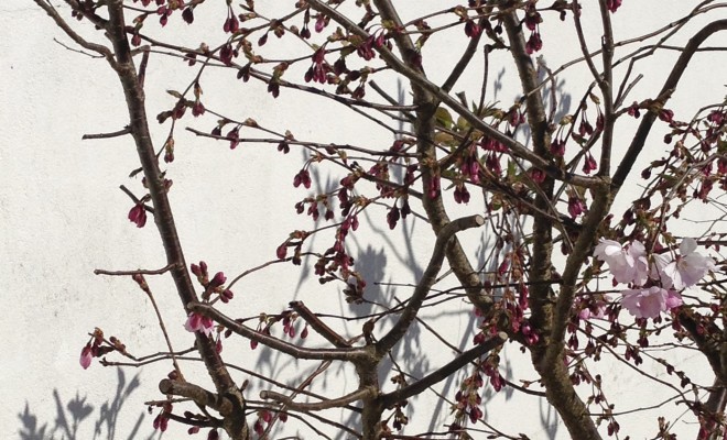 Vive la vie et vive le vent et vive le printemps