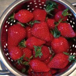 les premières fraises