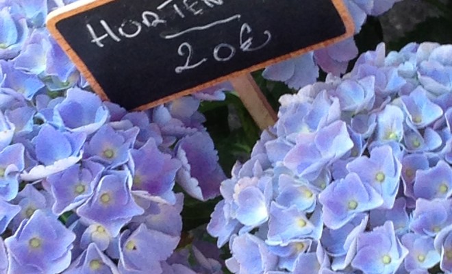 hortensias bleus